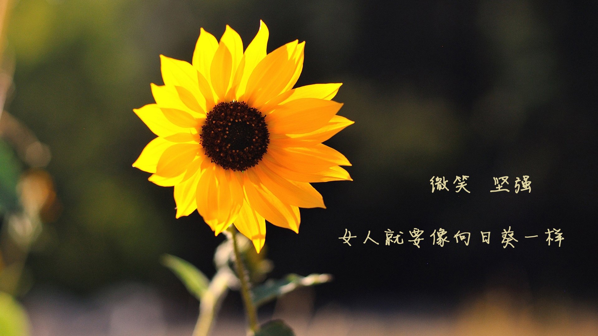 女足赛场亮点频出，精彩赛事连连，女足锦集