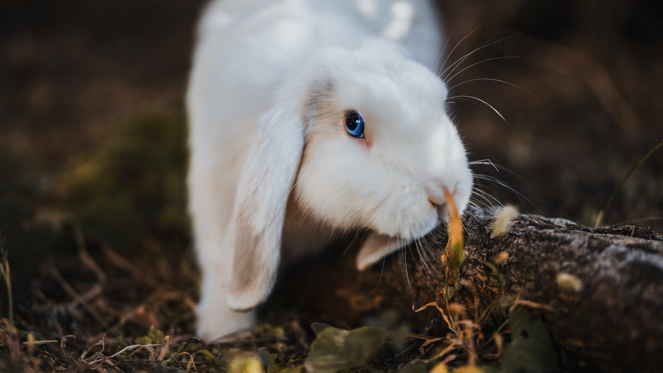 西班牙青年队在欧洲大赛中表现优异,未来可期