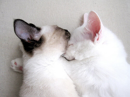 骑士赛后组织小型见面会球迷热情回应,骑士队price