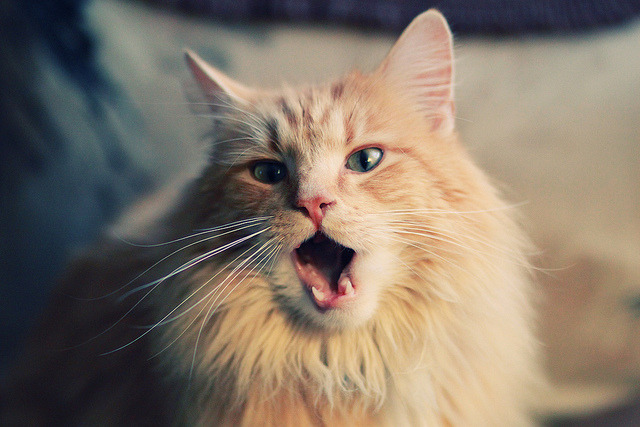 自由泳接力南非男队逆袭夺胜,男子自由泳决赛